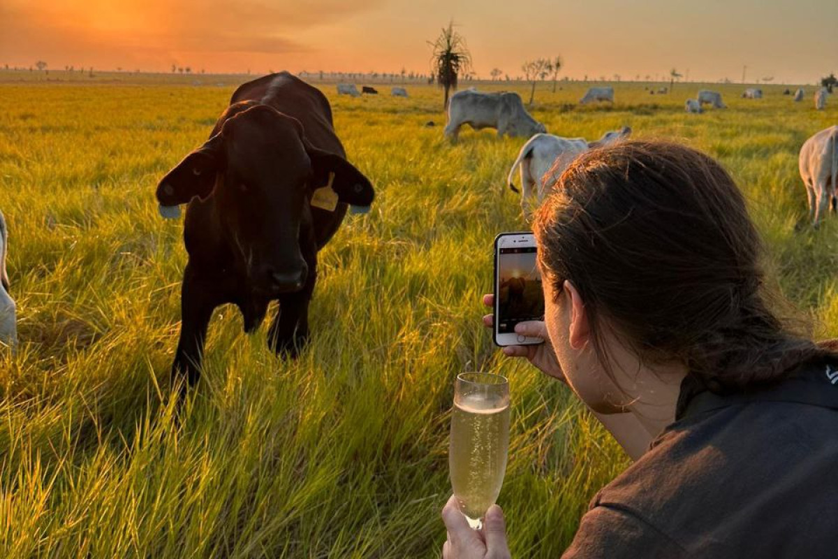 Cows and Canapés tour