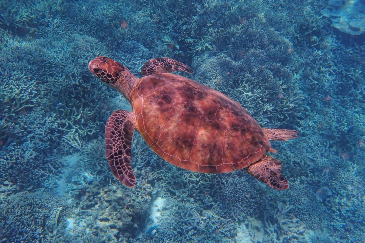 turtle Australia