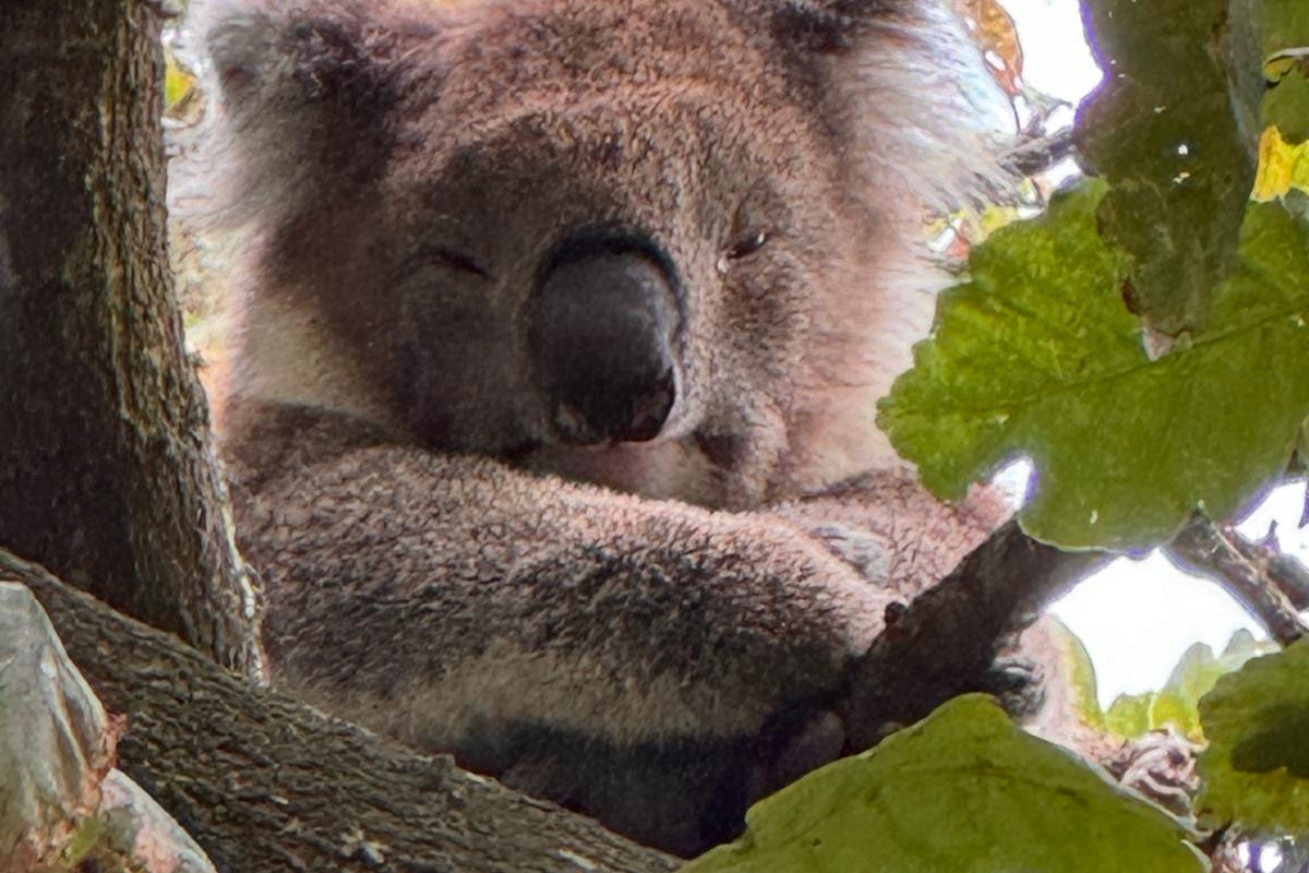 koala