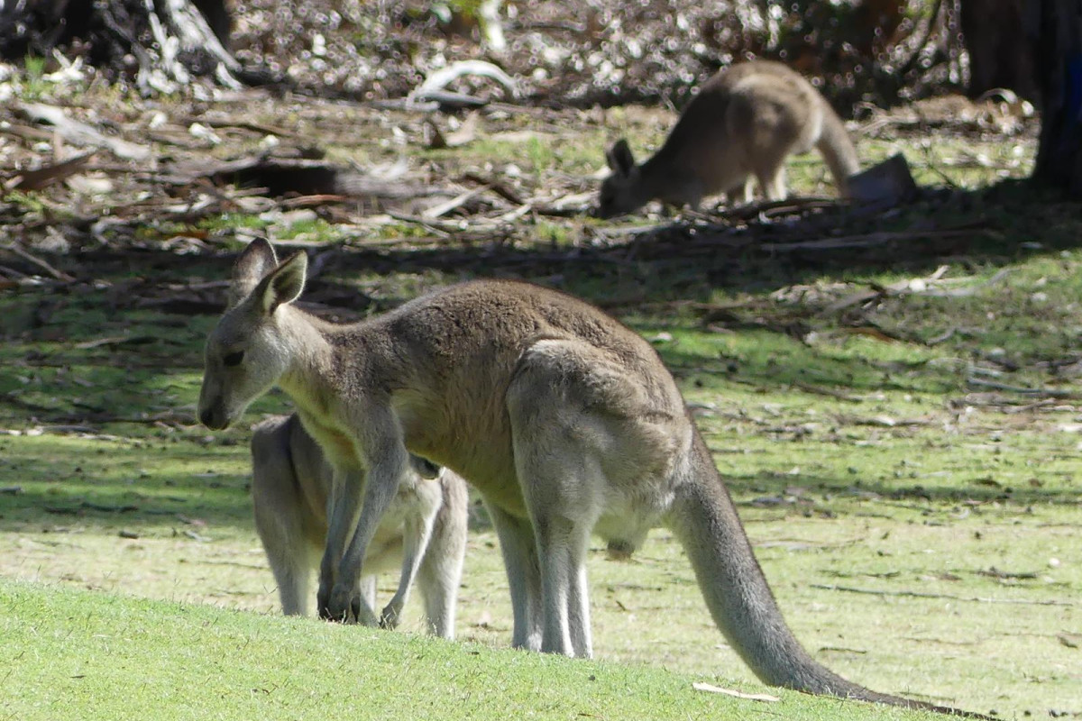 kangaroo